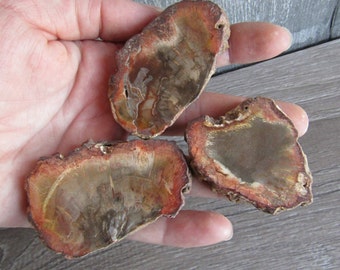 Petrified Wood Medium Sliced Stone Fossil M31