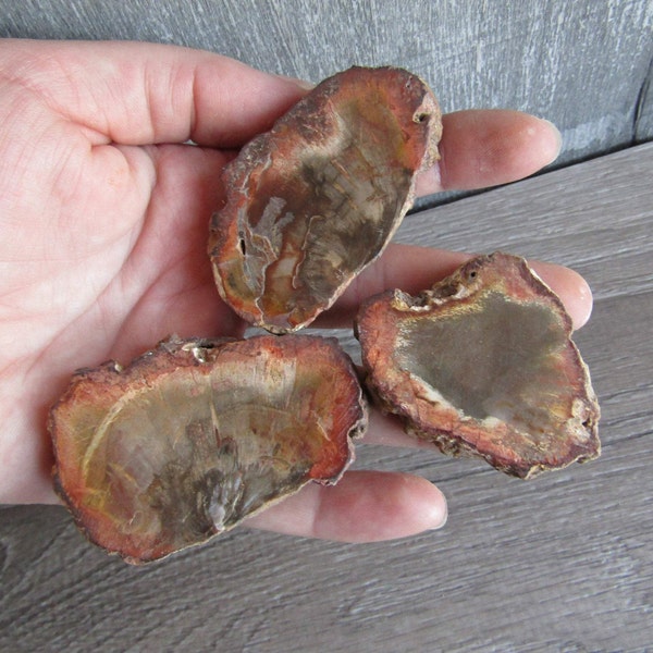 Petrified Wood Medium Sliced Stone Fossil M31