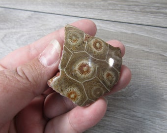 Coral Fossil 1.5 inch + with Polished Front U146