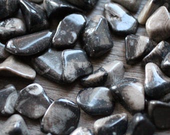 Vatican Stone Tumbled Stone 0.5 inch +