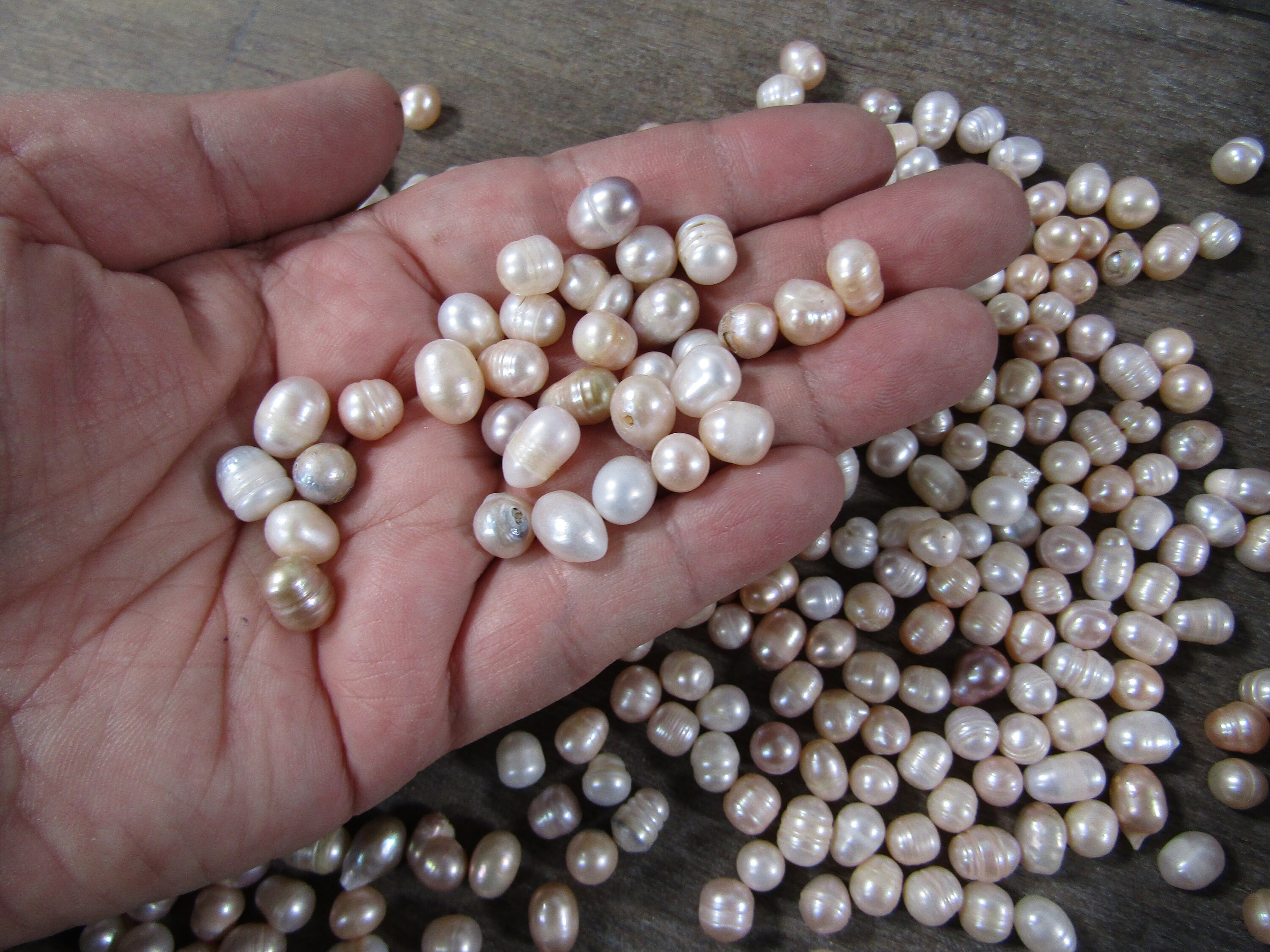 5 PACK Lot of 15-16 Inch 4-9mm Cultured Freshwater Pearl Bead Strand,  Bleached, About 62 Potato Beads, White Pearl, Drilled, Polished, Value