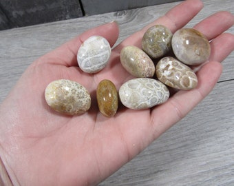 Fossil Stone Coral 3/4 inch + Tumbled Stone T166