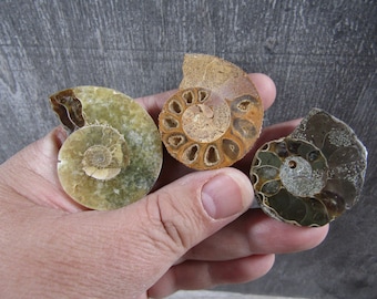 Ammonite Fossil Pair with Polished Front M167