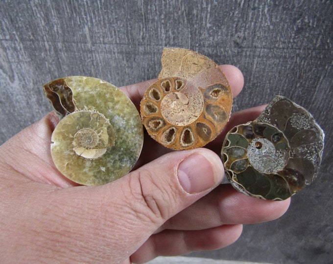 Featured listing image: Ammonite Fossil Pair with Polished Front M167