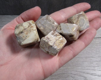 Fossil Stone Coral Tumbled Cubic Style Stone 0.75 inch + Crystal