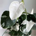 Philodendron ‘White Wizard’ Variegated Live Plant Rooted Cuttings Rare Houseplant (Phytosanitary Certificate) product logo
