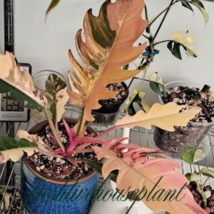 philodendron bannoniae 3