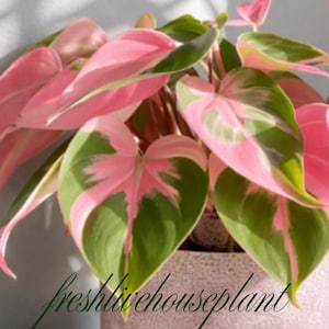 dichondra repens plant Kidney Weed - Dichondra repens main image 1