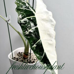 Alocasia bisma - Etsy 日本