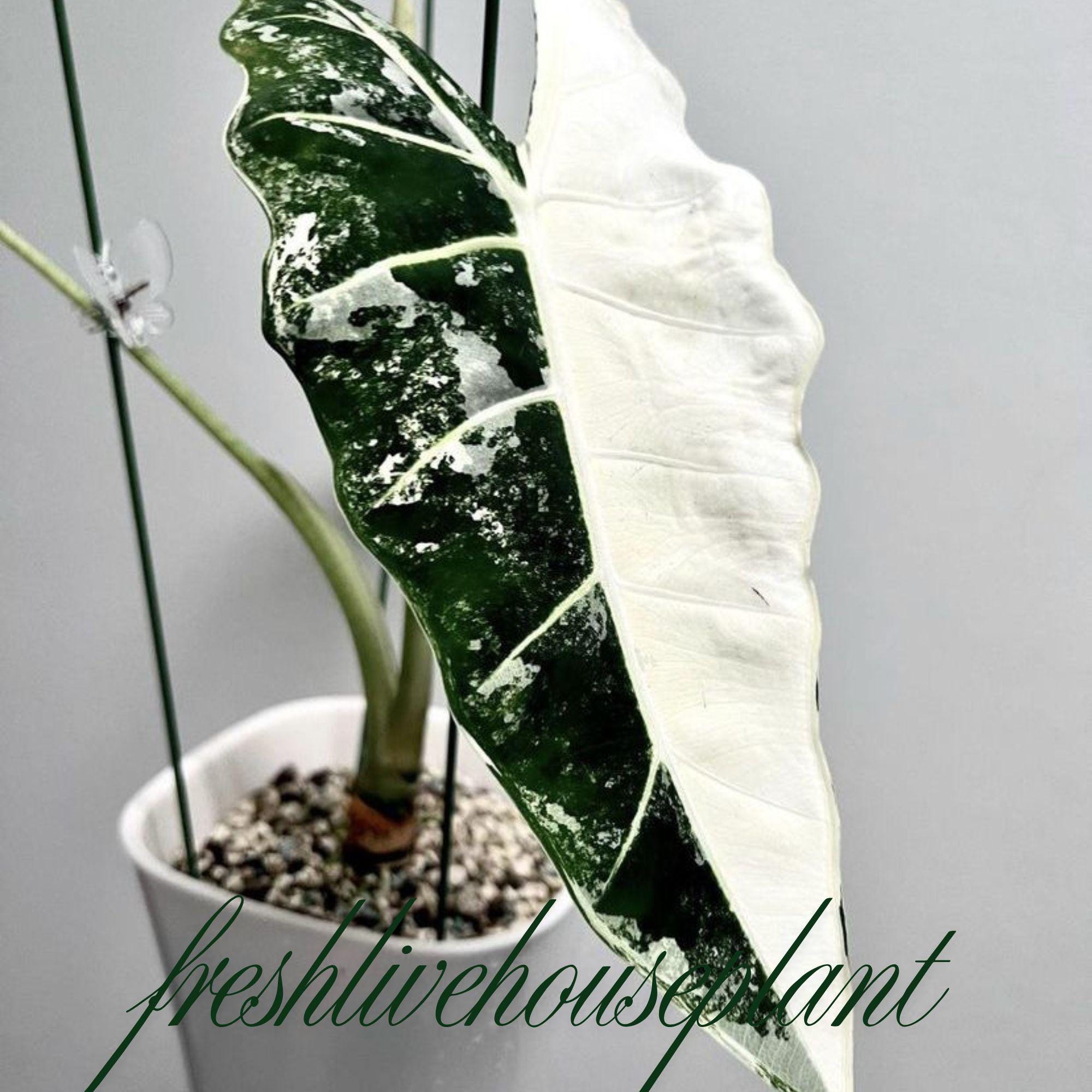 Alocasia regal shields - Etsy 日本