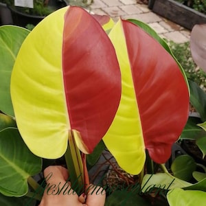 Philodendron red moon - Etsy 日本