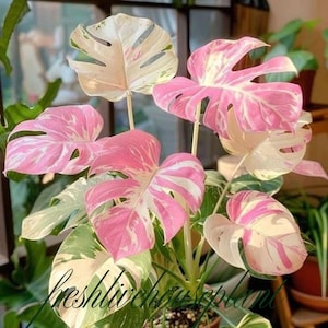 Boutures de plante Monstera Deliciosa panachées tricolores roses (certificat phytosanitaire)