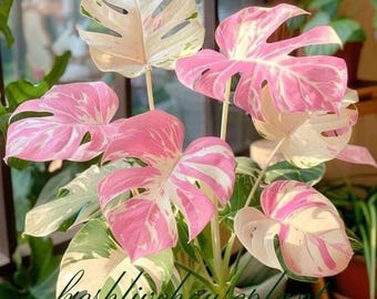 Talee di Monstera Deliciosa variegata rosa tricolore (certificato fitosanitario)