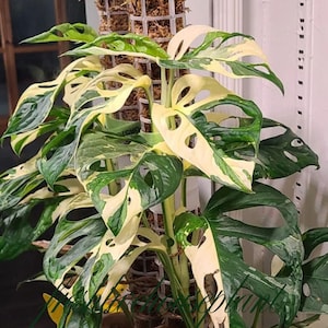 Monstera adansonii variegated - Etsy Mxico