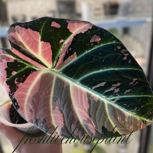 Alocasia serendipity variegated - Etsy 日本