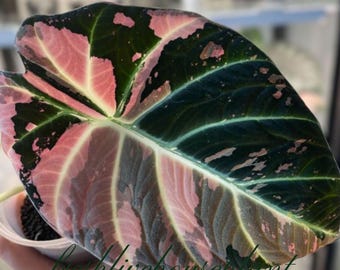 Alocasia Black Velvet Pink bunte Lebende Pflanzenbirnen Seltene Zimmerpflanze (Phytosanitäres Zertifikat)