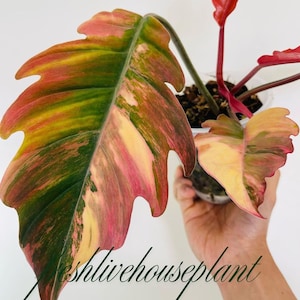 Caramel marble philodendron - Etsy 日本
