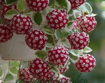 Hoya Carnosa Wax Variegated: Pianta aromatica con fiori rosa, talee radicate (certificato fitosanitario)