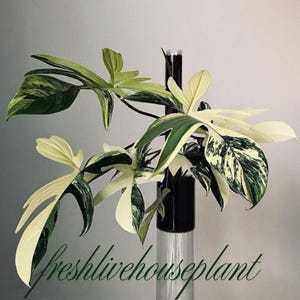 fittonia zimmerpflanze Fittonia verschaffeltii  Tims-Terraristik