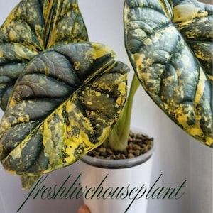Puede incluir: Primer plano de una planta de Alocasia Dragon Scale en maceta. Las hojas grandes y texturizadas muestran un llamativo patrón de variegación verde oscuro y amarillo. La planta está en una maceta blanca con pequeñas piedras en la base. El texto "freshlivehouseplant" está en la parte inferior.