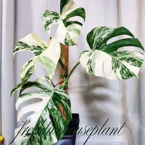 groer philodendron Philodendron Jose Buono (starke Variegation)