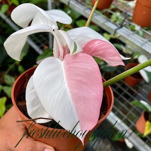 Peut inclure: Une plante en pot avec de grandes feuilles en forme de cœur. Les feuilles présentent un contraste saisissant de blanc et de rose. D'autres plantes et pots sont visibles en arrière-plan, suggérant une serre.