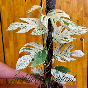 May include: Variegated Monstera plant with large, split leaves. The leaves display a mix of white and green patterns. The plant is supported by a dark, textured pole. The background is a wooden surface.