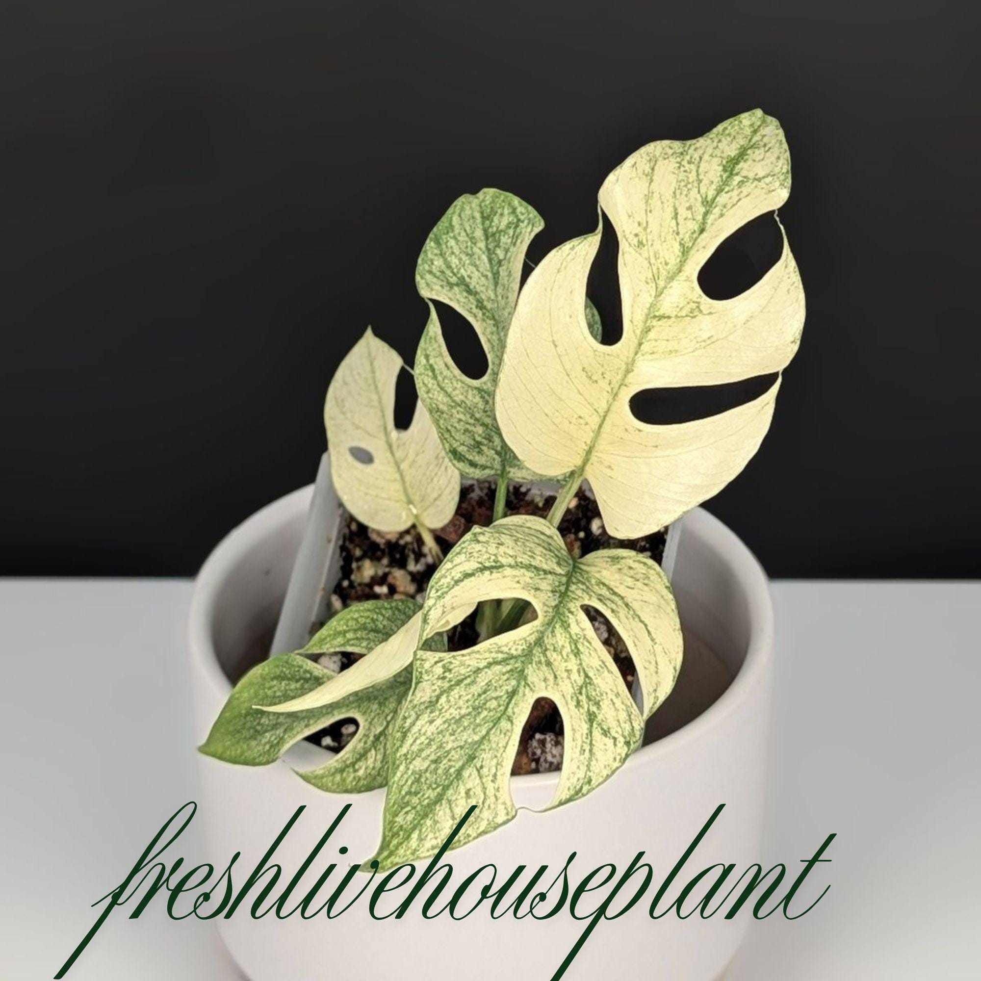 Rhaphidophora - Etsy 日本