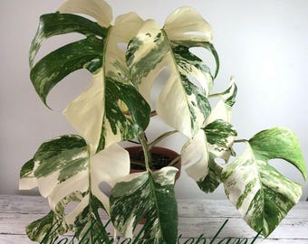 Monstera Albo Deliciosa Levende plant Bonte plantenstekken (fytosanitair)