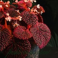 Begonia Botanicaz ‘Pink Urchin’ Variegated Live Plant Cuttings (Phytosanitary Certificate) product logo