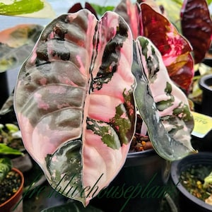 Alocasia cuprea - Etsy 日本