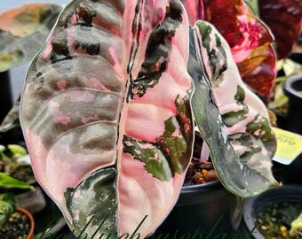 Alocasia Cuprea Pink Variegated Live Plant Rooted Bulbs Rare Houseplant (Phytosanitary Certificate)
