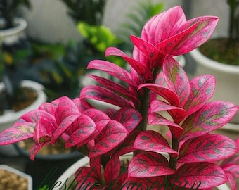 ZZ Raven Pink Variegated Zamioculcas Zamifolia Rooted Stem Rare