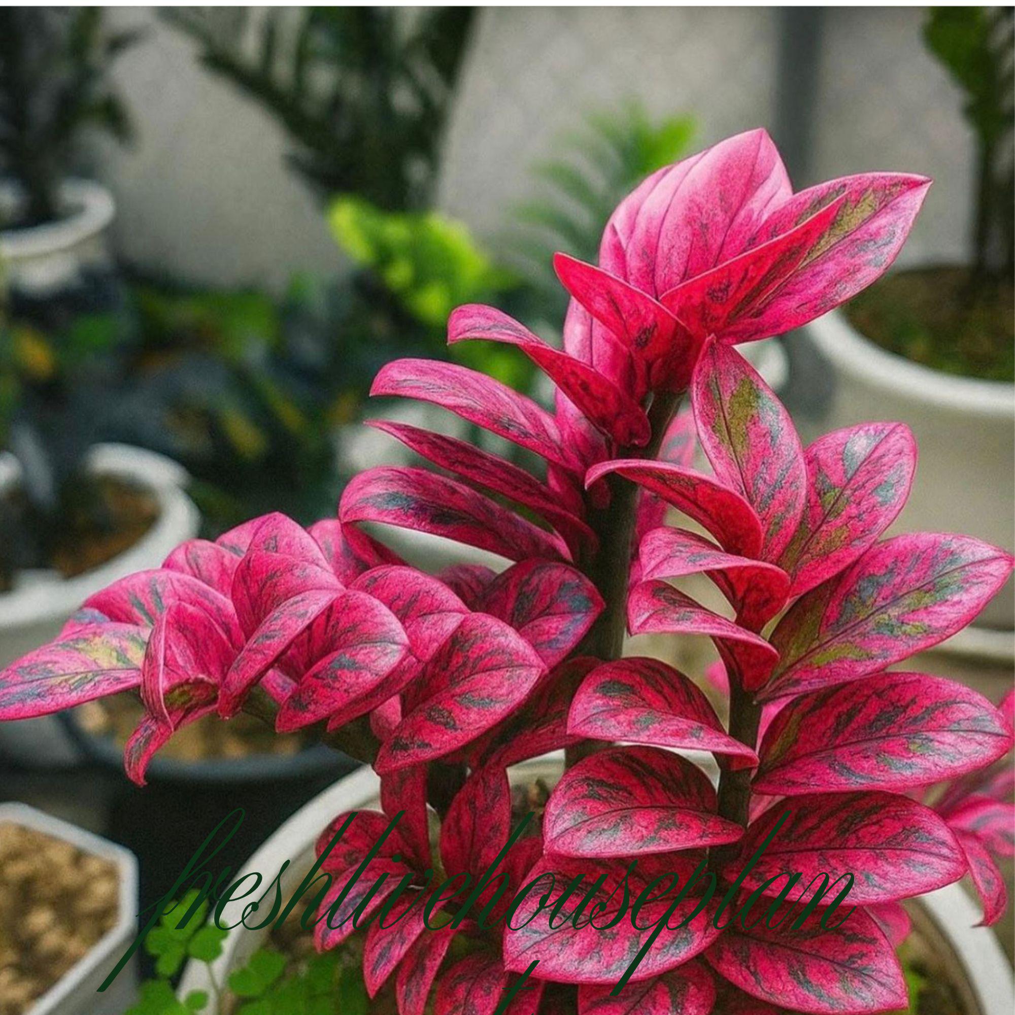 Variegated zz plant - Etsy 日本