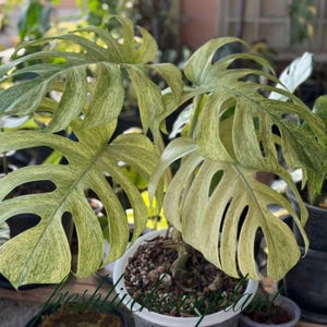 Puede incluir: Primer plano de una planta de Monstera con hojas grandes y abigarradas en tonos verdes y crema. La planta está en maceta en un recipiente blanco. Las hojas tienen fenestraciones únicas. El texto "freshlivingplantart" está en la parte inferior.