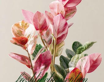 Pink and Black Variegated ZZ Plant Cuttings (Phytosanitary Certificate)