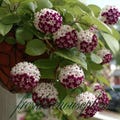 Spotted Purple Hoya Wax Variegated Live Plant Rooted Cuttings Rare Houseplant (Phytosanitary Certificate) product logo