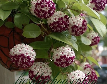 Cire de hoya pourpre tachetée, plante vivante panachée, boutures enracinées, plante d'intérieur rare (certificat phytosanitaire)