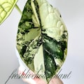 Alocasia Dragon Scale Mint Variegated Plant Bulbs Gardening (Phytosanitary Certificate) product logo