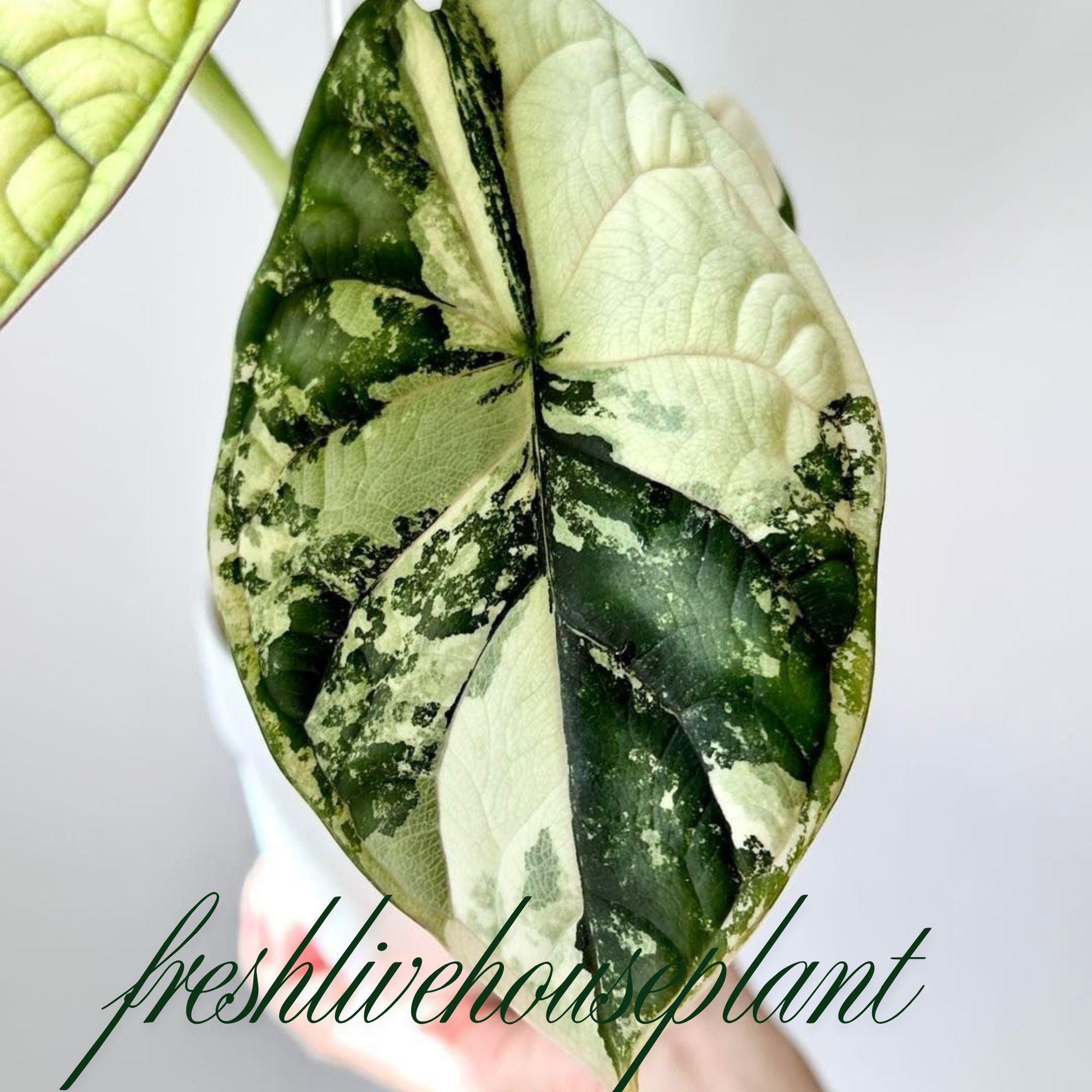 Alocasia Dragon Scale Variegata 【7】 Alocasia Dragon Scale Mint Variegated - 4