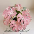Pink Tricolor Variegated Monstera Deliciosa Plant Cuttings (Phytosanitary Certificate) product logo