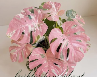 Mudas de Monstera Deliciosa Variegada Tricolor Rosa (Certificado Fitossanitário)