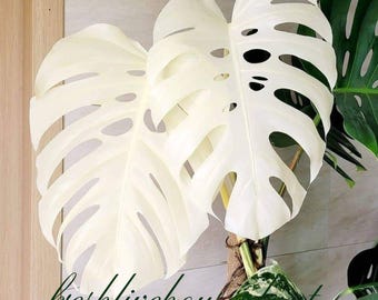 Monstera Esqueleto - Skeleton Plant - Rare Aroid - Tropical Plant