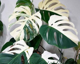 Monstera Albo Variegated Plant Cuttings: Rare, Easy Care Houseplant (Phytosanitary Certificate)