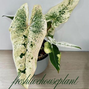 Philodendron Splendid - Etsy Australia