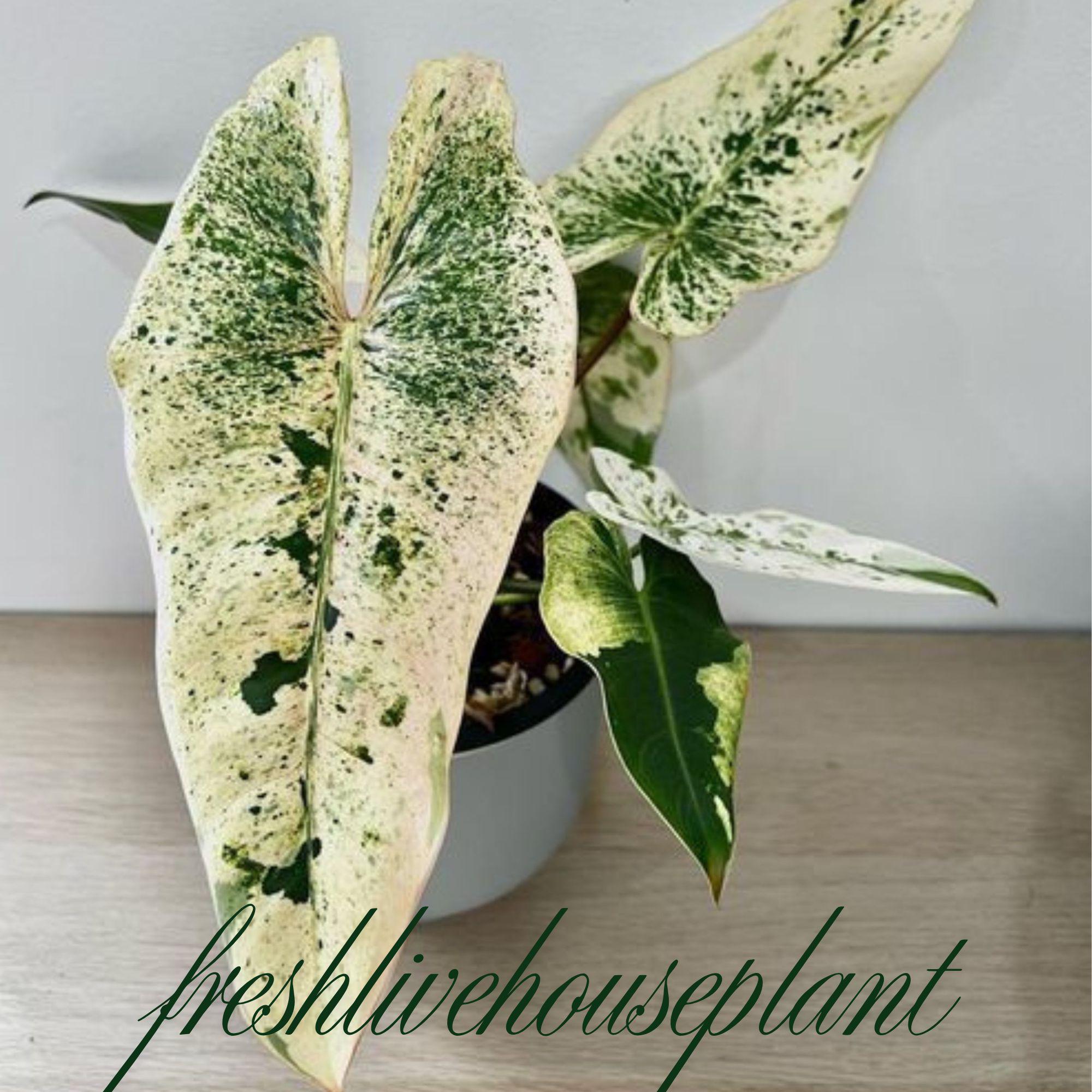 philodendron gloriosum zebra pink back Philodendron Gloriosum White Veins main image 1