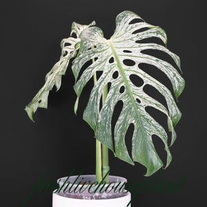 Puede incluir: Una planta de Monstera variegada con hojas grandes y divididas. Las hojas son una mezcla de verde y blanco, con un patrón prominente de agujeros. La planta está en una maceta blanca sobre un fondo negro. El texto "freshlivehouseplant" está en la parte inferior.