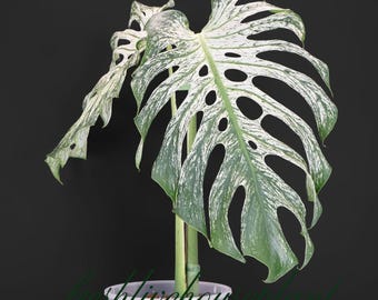Esquejes de Monstera Devil Monster (planta viva variegada) (fitosanitarios)