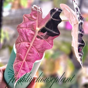 Alocasia sanderiana - Etsy 日本