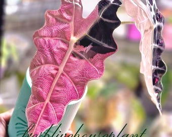 Alocasia Sanderiana Bull Truly Pink Bunt Blumenzwiebeln Gartenarbeit (Phytosanitätszertifikat)